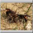 Anoplius viaticus - wegwespe-22.jpg